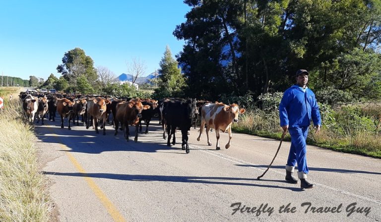 Read more about the article Tsitsikamma cattle roadblock