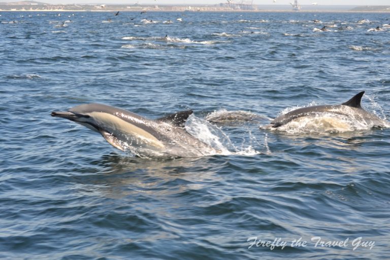 Read more about the article Common Dolphins in Algoa Bay