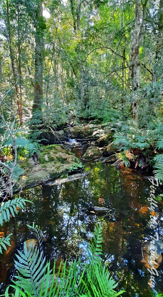 Stream in the Tsitsikamma forest