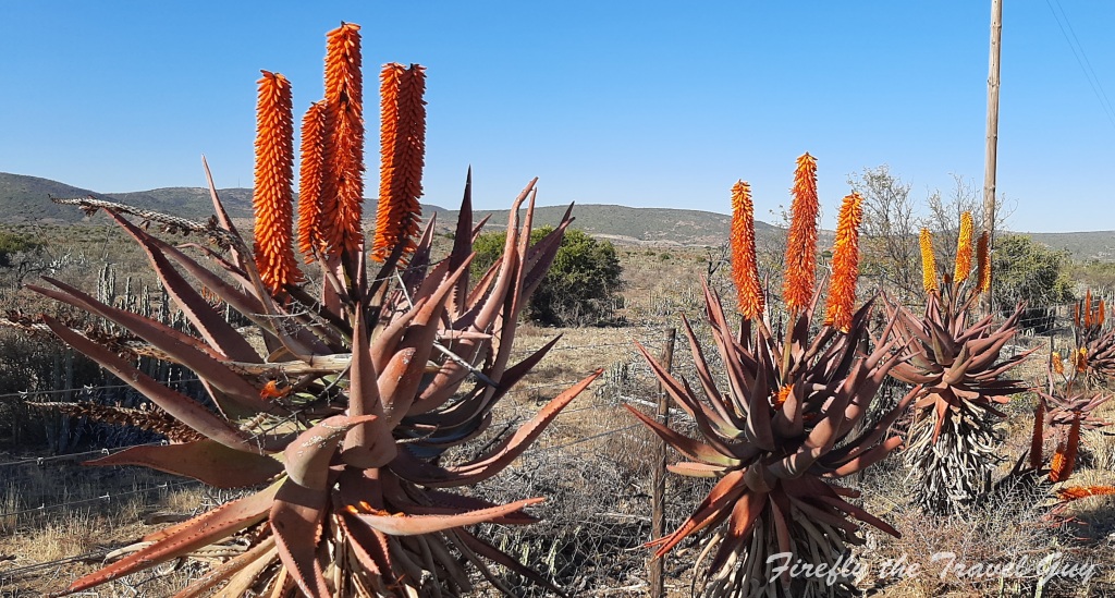 Read more about the article Aloes in the Karoo