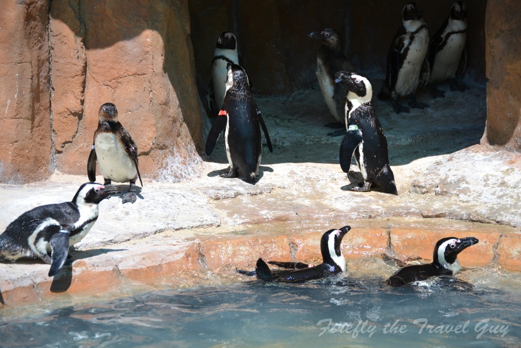 Penguins at SANCCOB Port Elizabeth