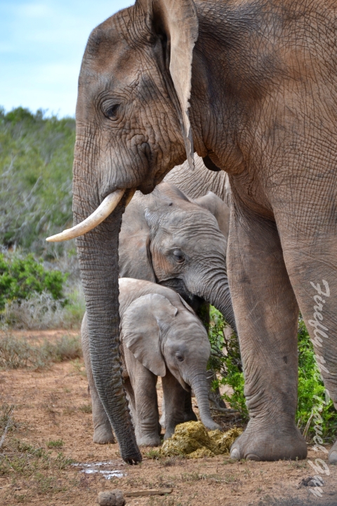 Addo baby elephants