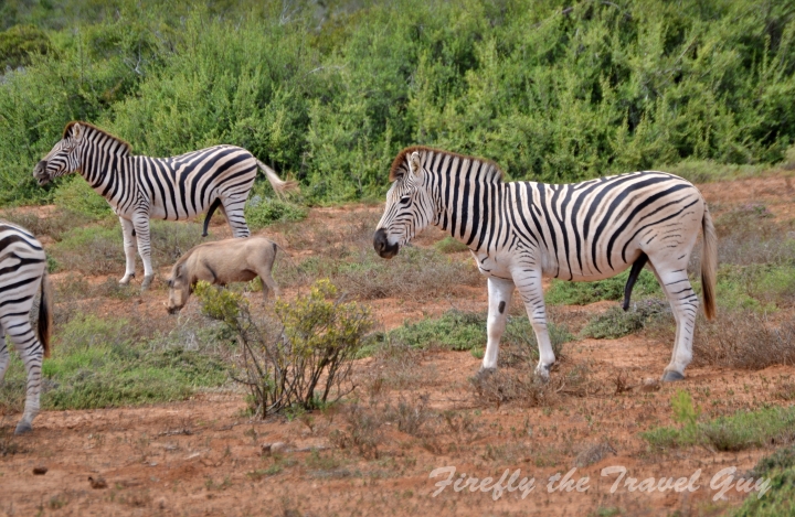 Zebra in Addo