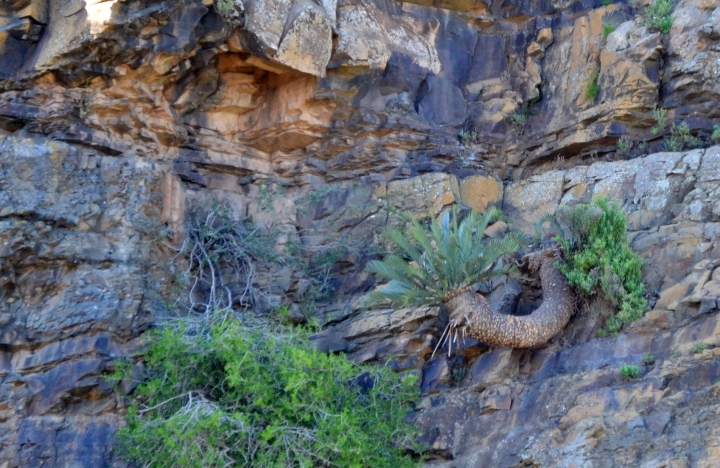 Read more about the article Mountainside cycads at Kuzuko