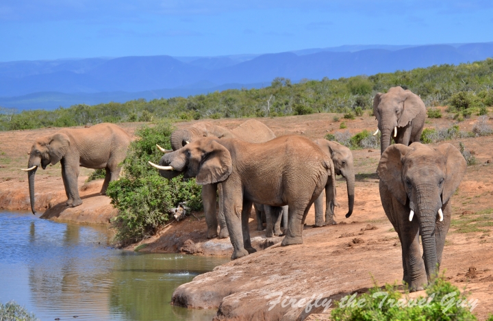 Elephants at waterhole in Addo
