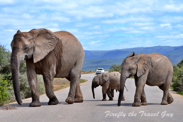 Elephants on the road in Addo