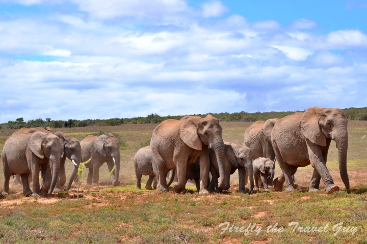 Elephant family in Addo