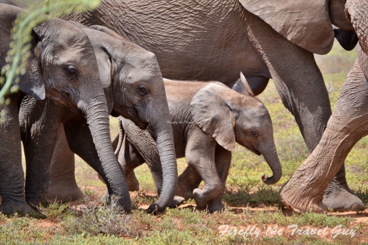 Addo baby elephants