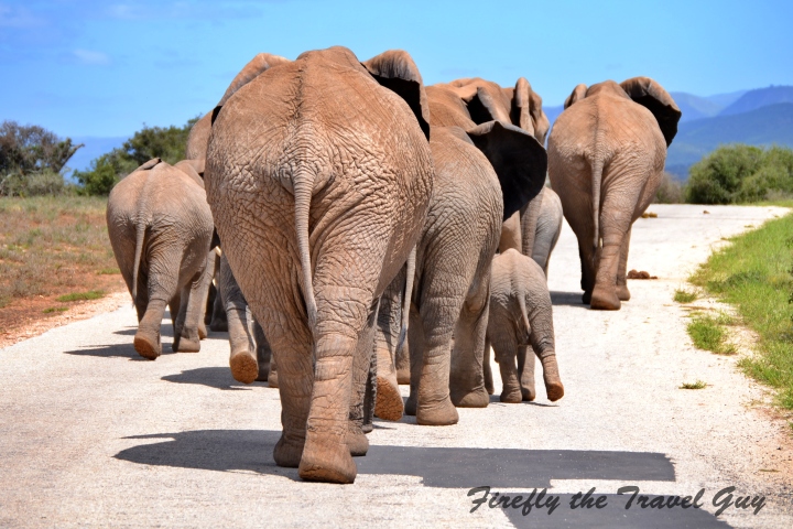 Big butts in Addo