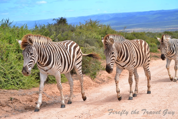 You are currently viewing Zebra in Addo