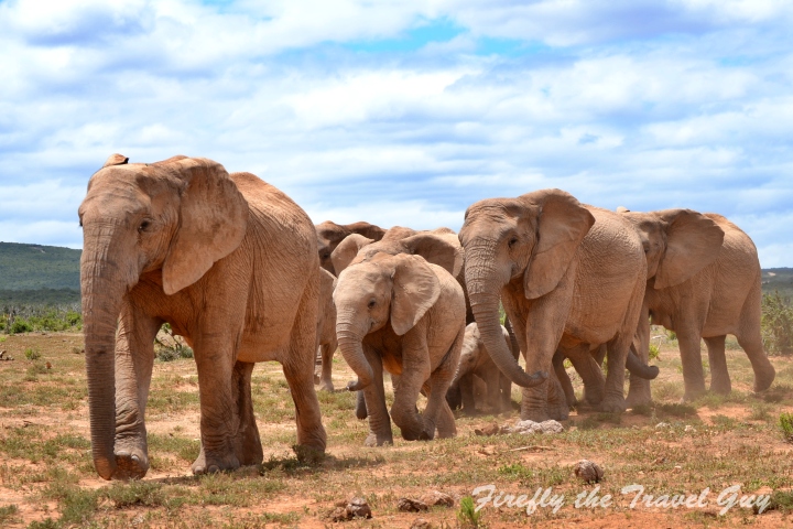 Elephant family in Addo