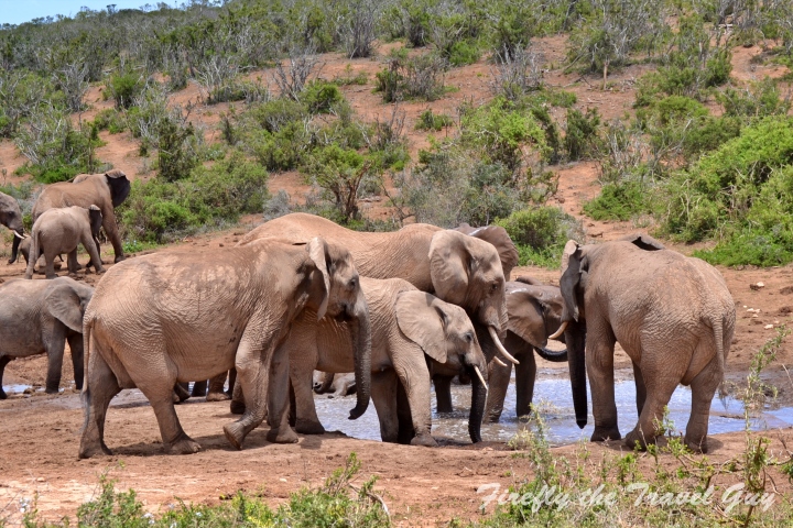 Elephant interaction at Addo waterhole