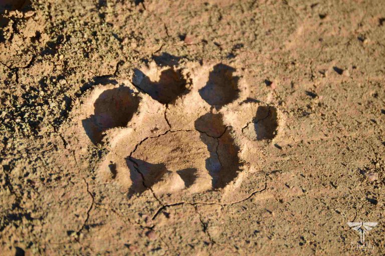 Read more about the article Lion paw prints