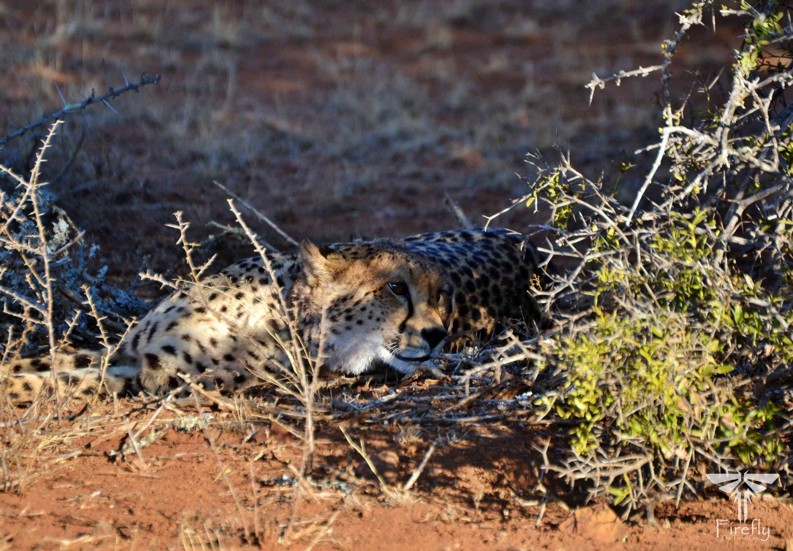 Samara Game Reserve cheetah