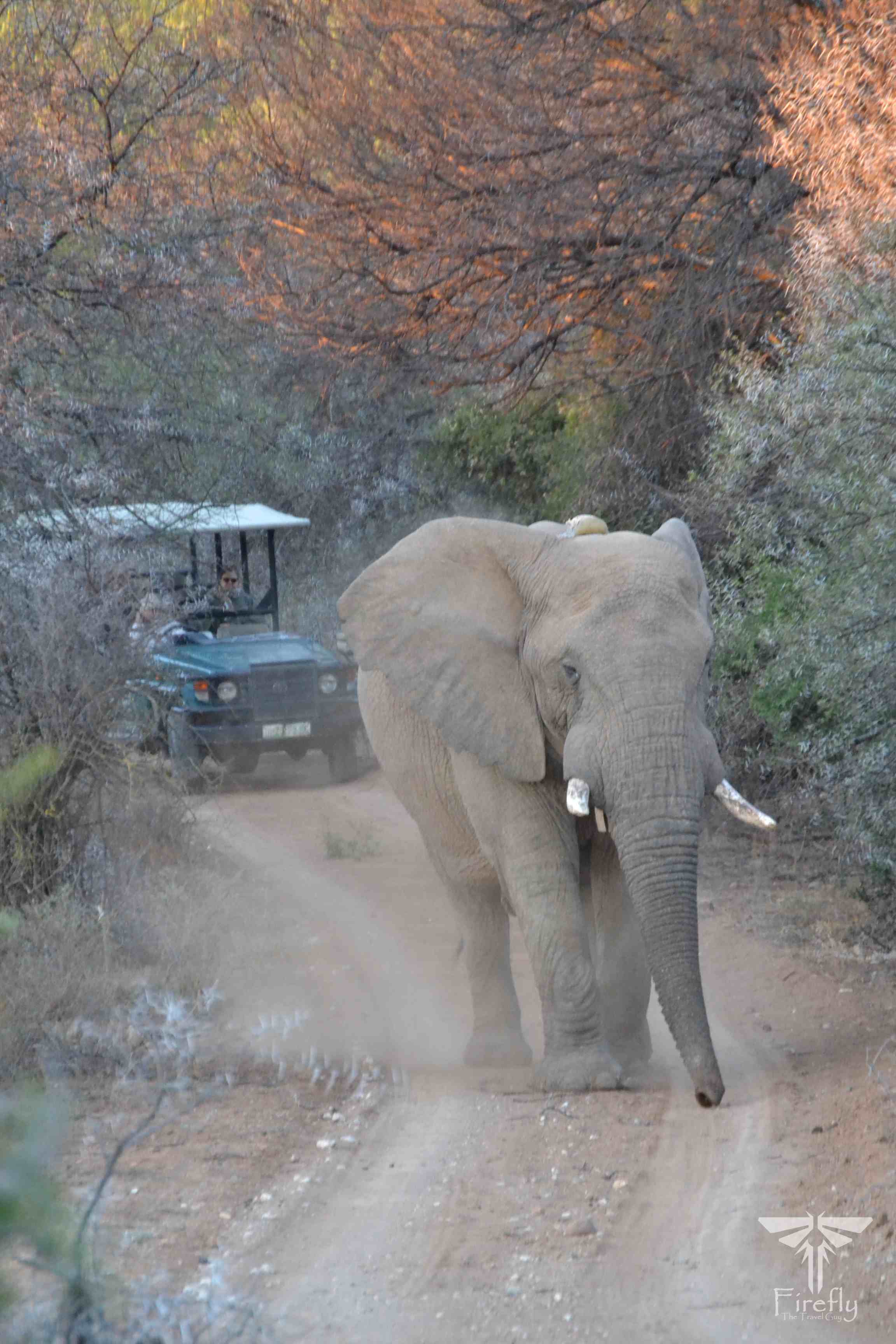 Samara Game Reserve elephant