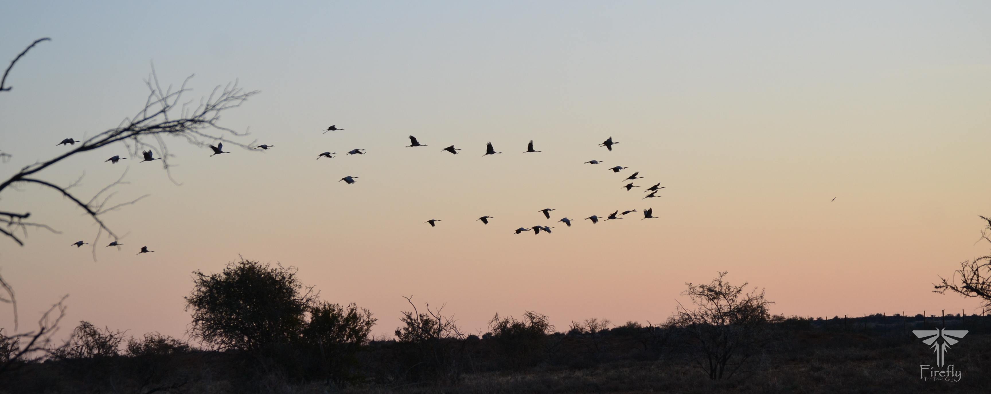 Flight of blue cranes at sunset in the Karoo