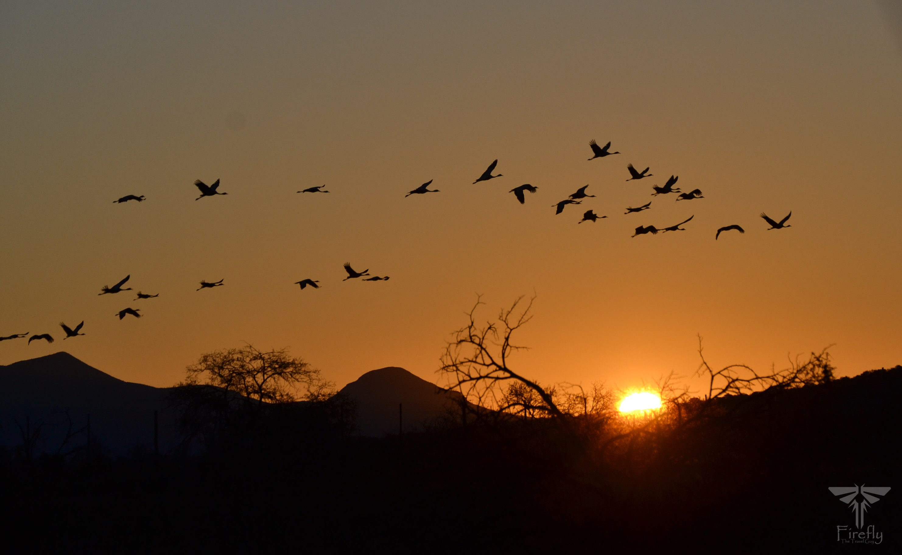 Flight of blue cranes at sunset in the Karoo