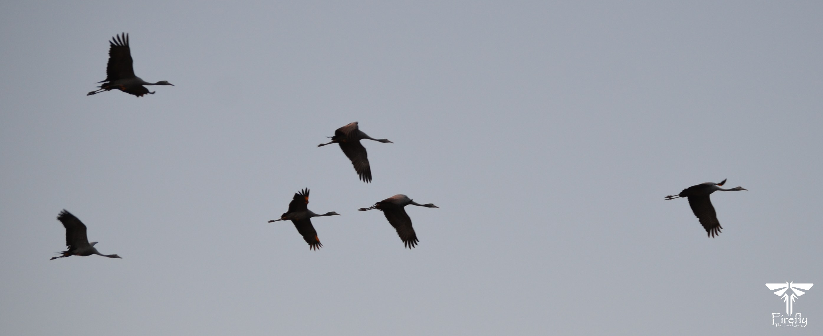 Flight of blue cranes at sunset in the Karoo