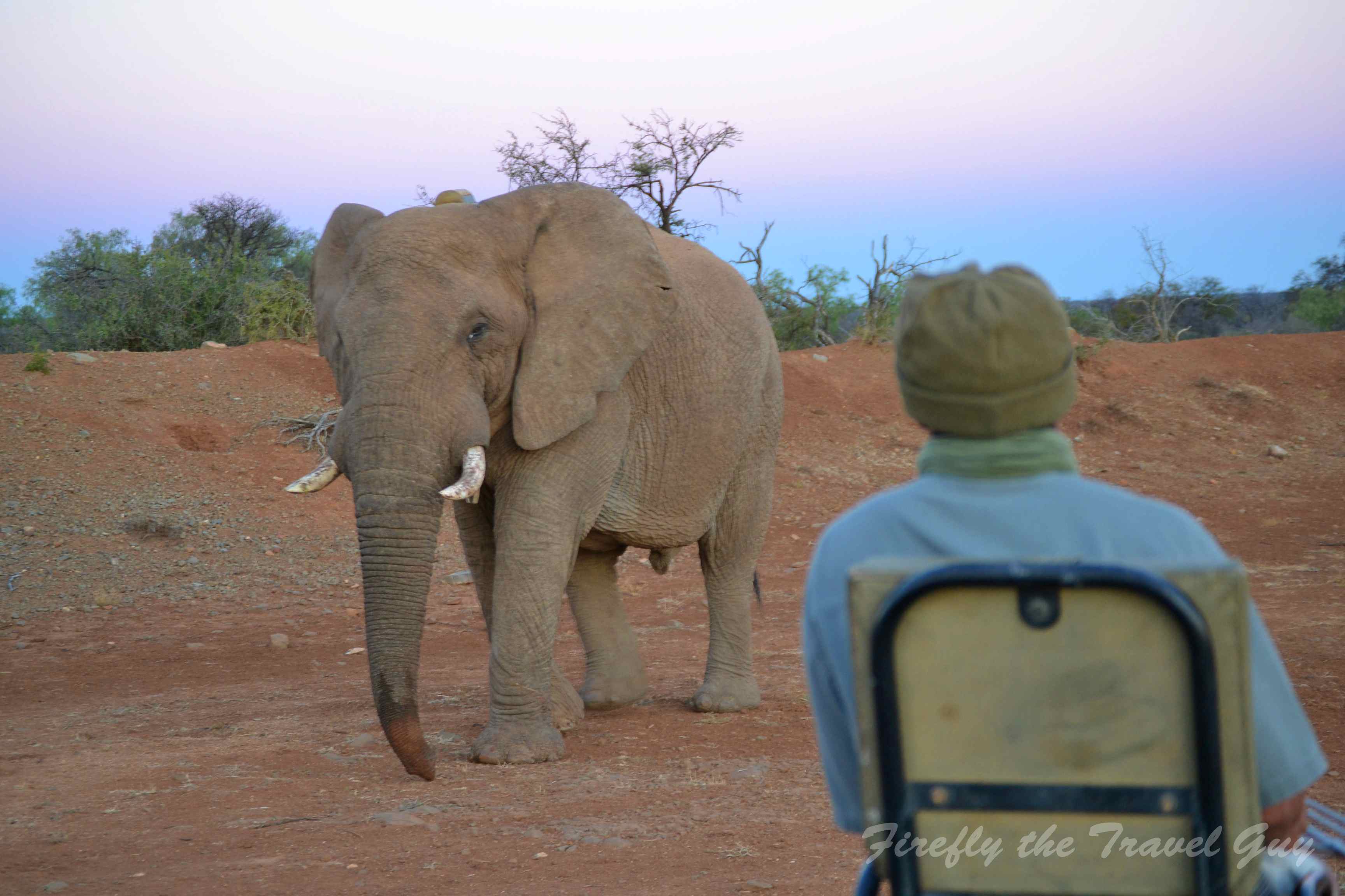 Samara Game Reserve elephant game drive