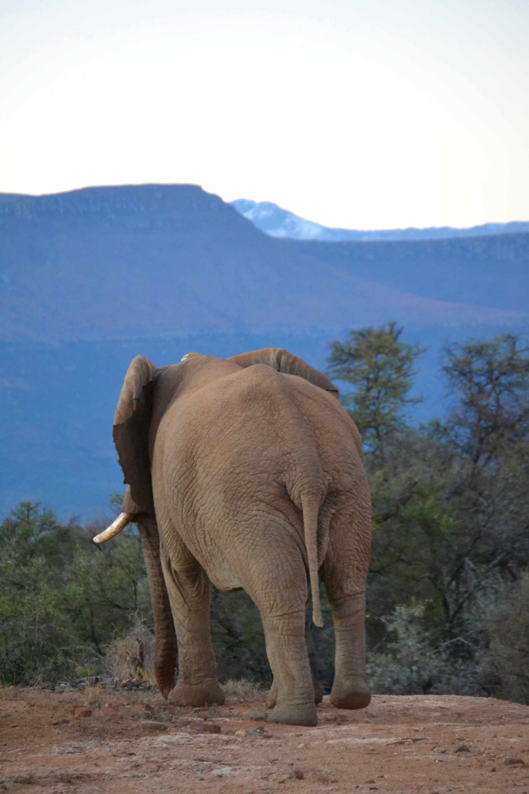 Read more about the article Elephant and snowy mountain
