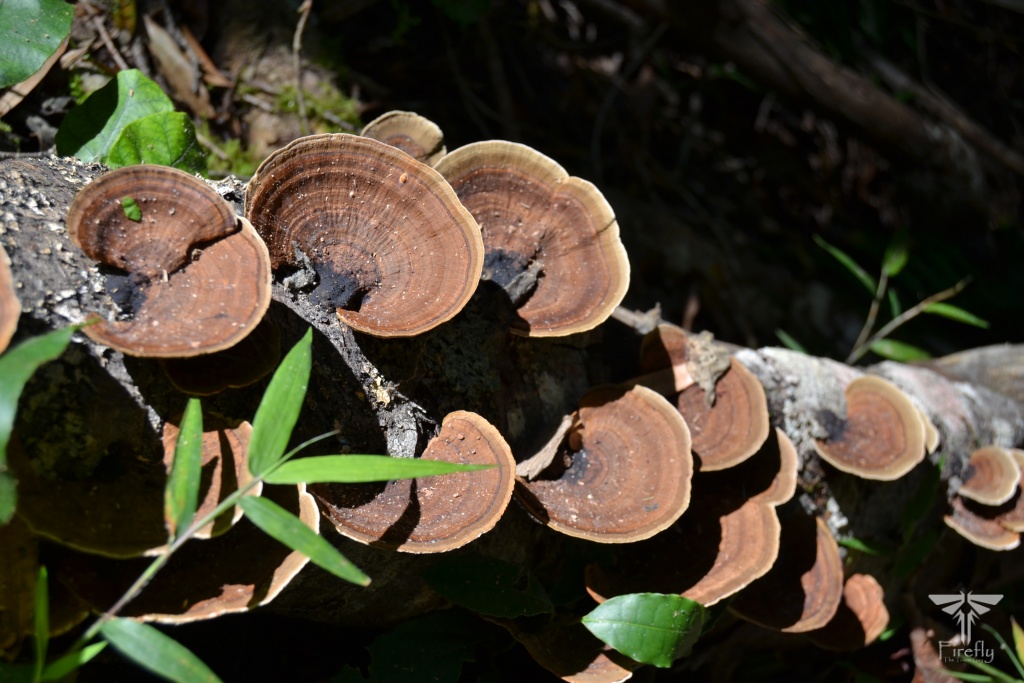 Read more about the article Fungi in the Tsitsikamma forest
