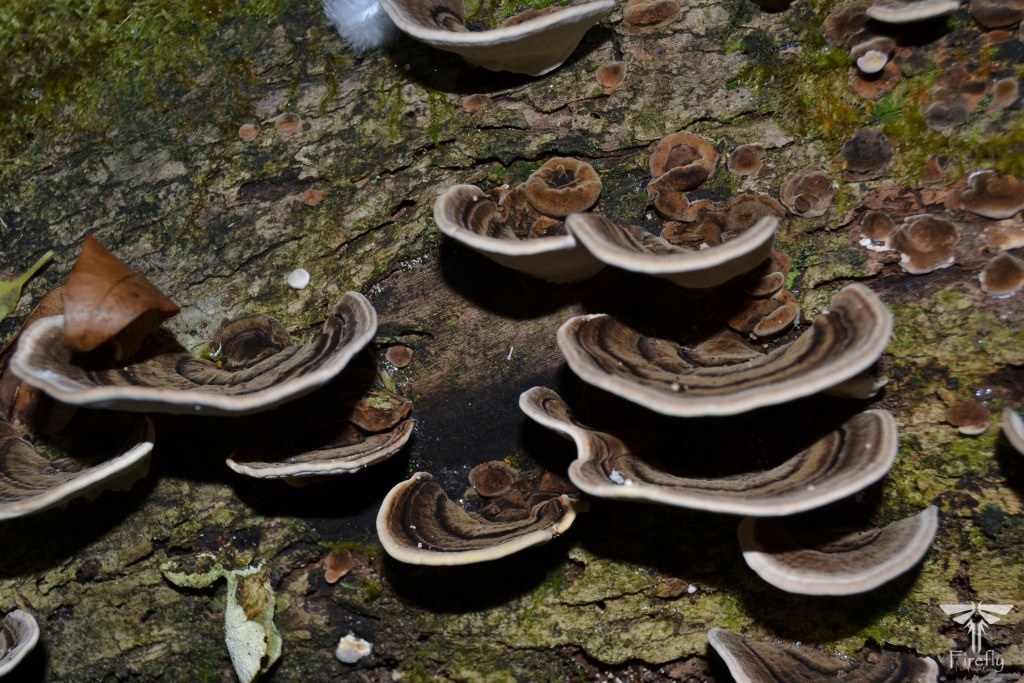 Turkeytail fungus in the Tsitsikamma forest