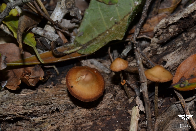 Mushrooms in the Tsitsikamma forest