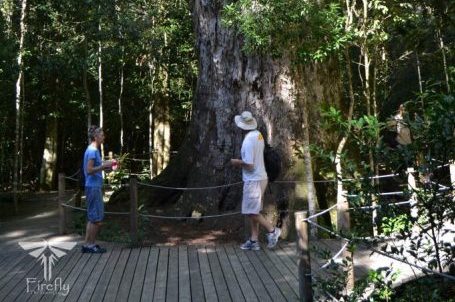 You are currently viewing The Big Tree of the Tsitsikamma