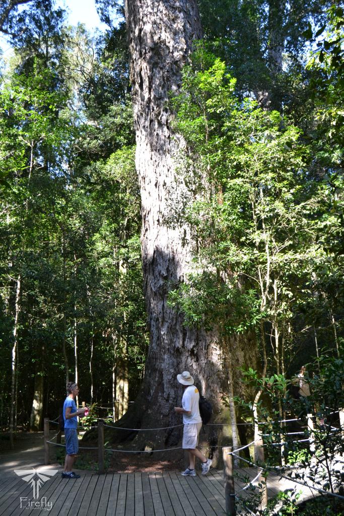 The Tsitsikamma Big Tree, Outeniqua Yellowwood, Garden Route attractions