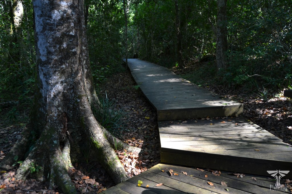 The Tsitsikamma Big Tree walkway