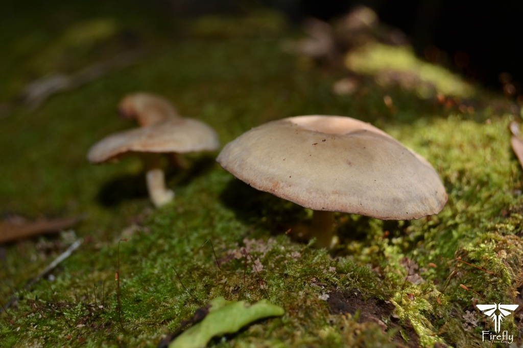Little mushrooms in the Tsitsikamma forest