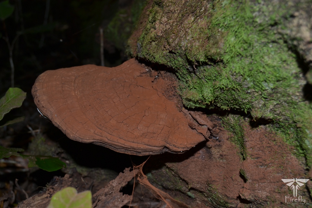 Bracket fungus in the Tsitsikamma forest