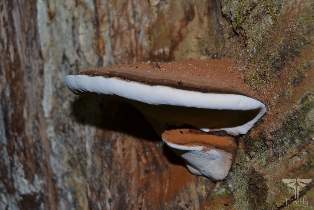 Artist bracket fungus in the Tsitsikamma forest