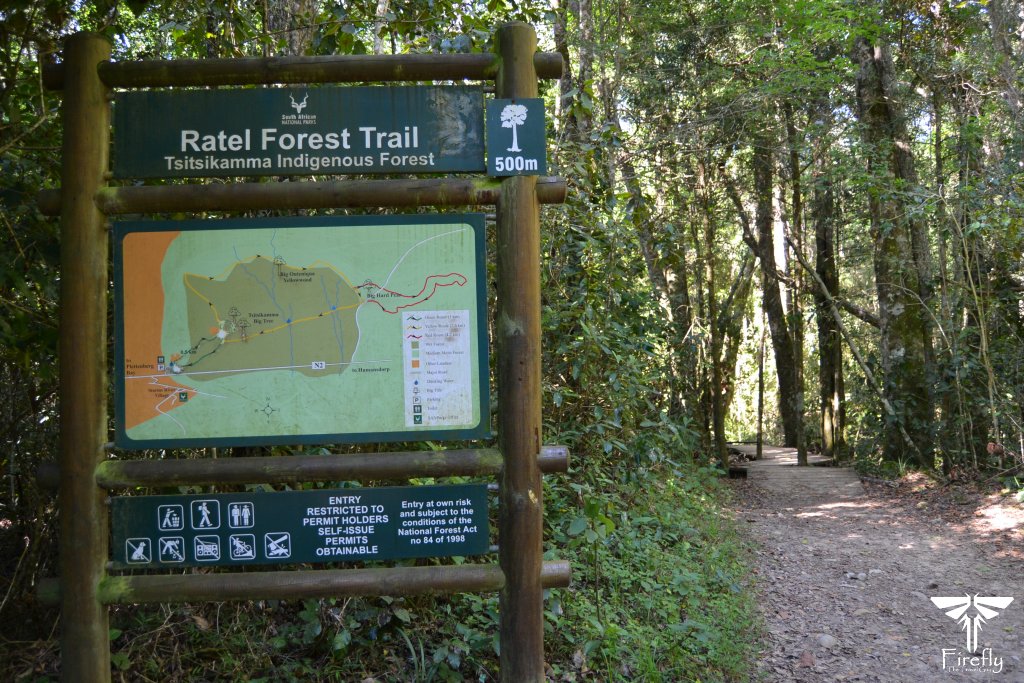 The Tsitsikamma Big Tree Ratel Hiking Trail