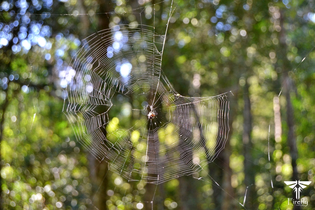 A kite spider web in the sun