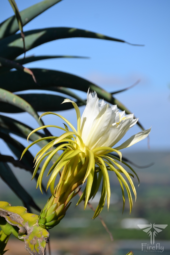 Moonlight cactus in the Sundays River Valley at Sir Percy FitzPatrick Lookout near Addo