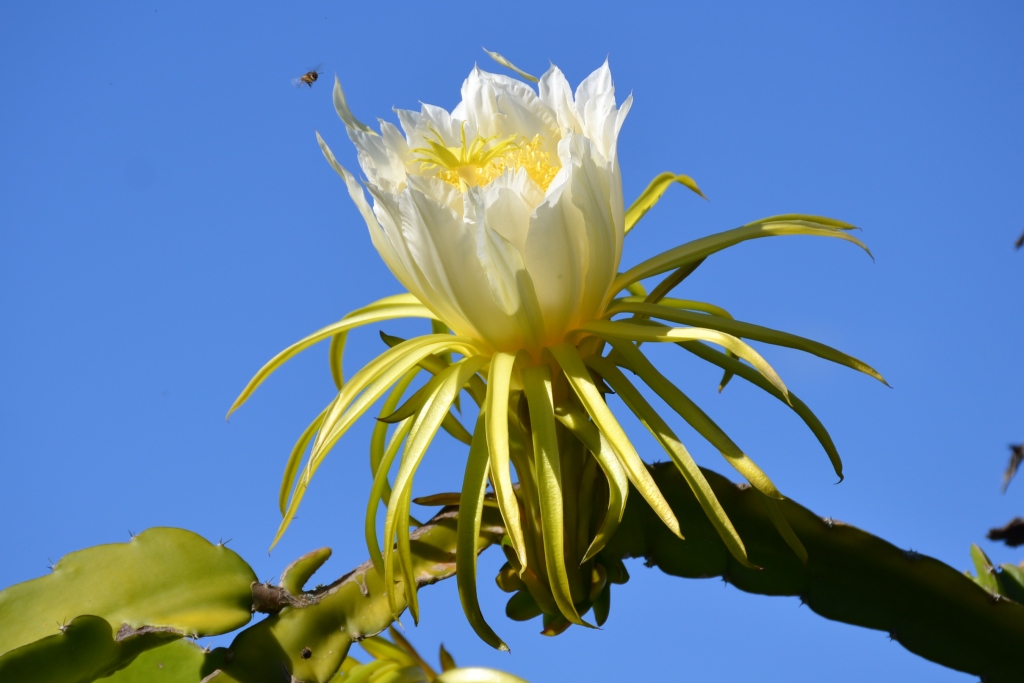 Read more about the article Moonlight cactus flowers in the Sundays River Valley