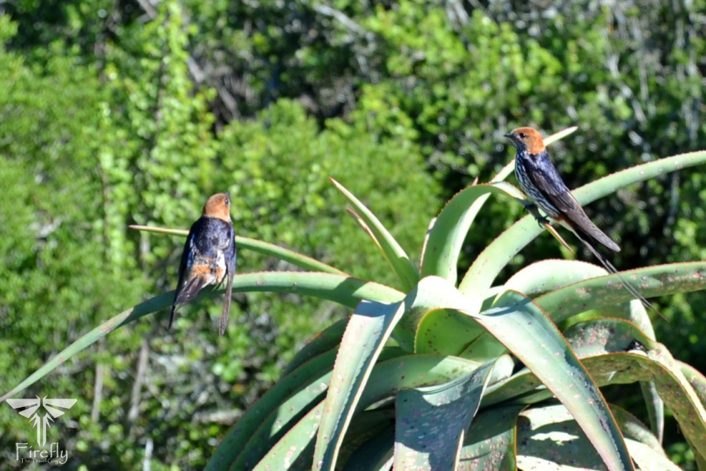 Read more about the article Swallows planning their winter travels