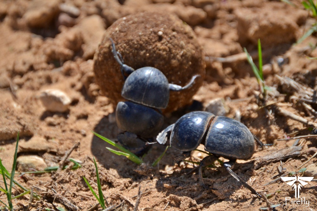 Read more about the article Addo’s endangered Flightless Dung Beetle