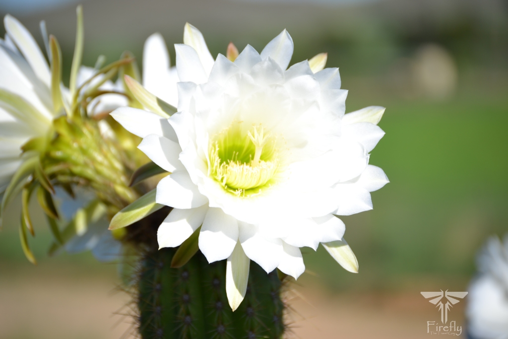 Flowering Golden Torch cactus (Echinopsis spachiana), sometimes also called Queen of the Night