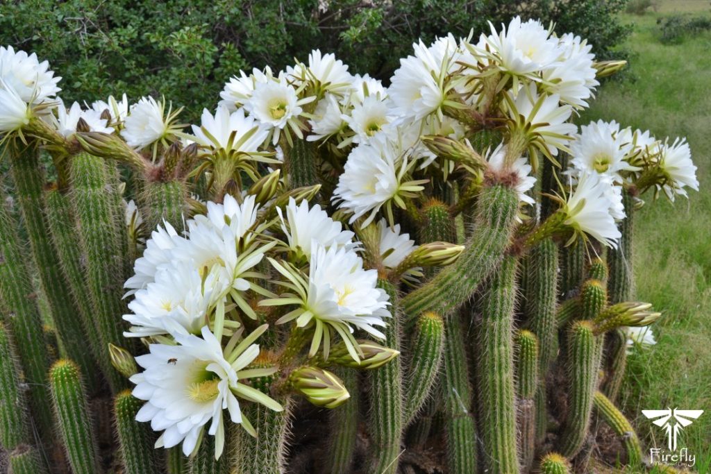 Flowering Golden Torch cactus (Echinopsis spachiana), sometimes also called Queen of the Night