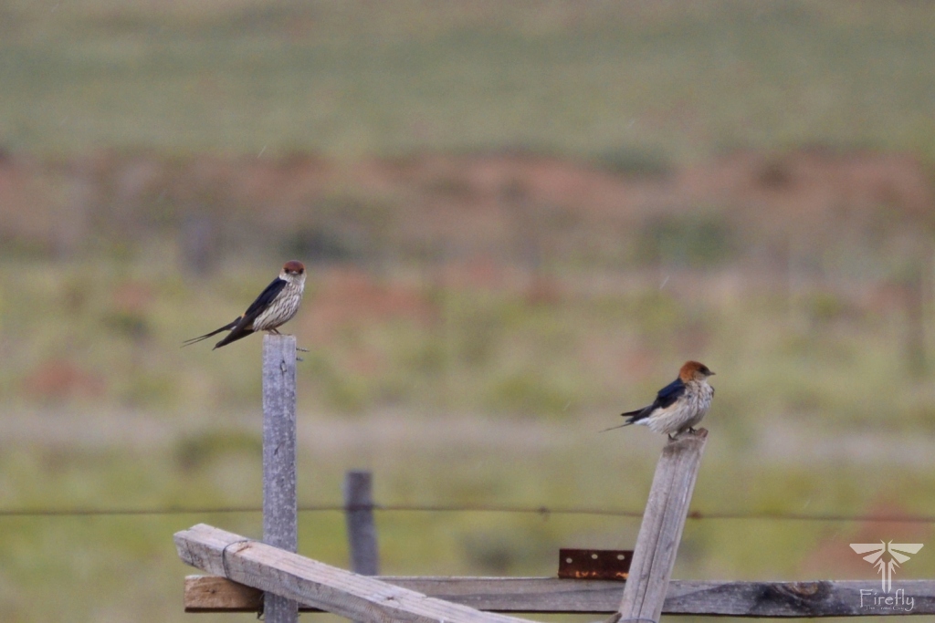 Swallows, Hillston Farm near Middelburg in the Karoo Heartland, Northmead Country House, farmstay