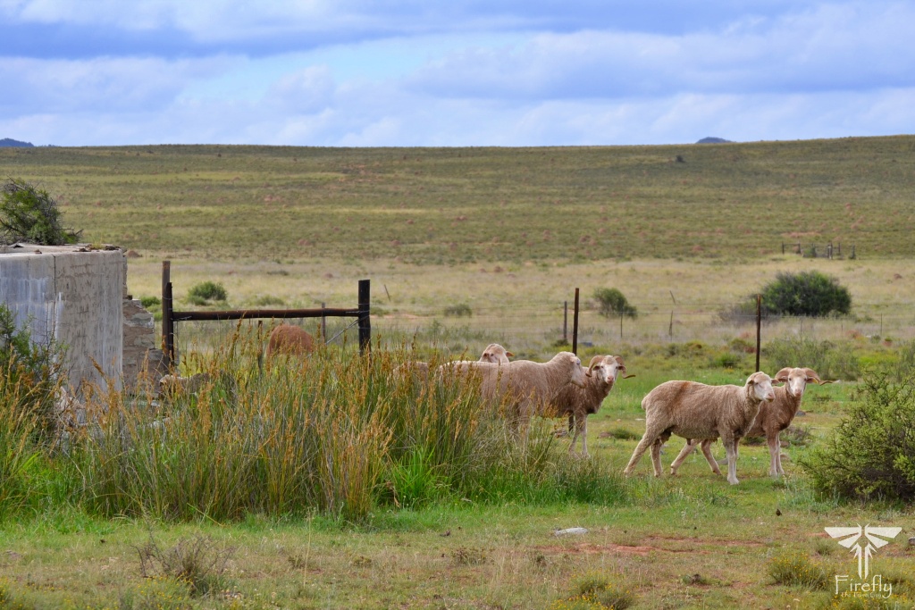 Sheep, Hillston Farm near Middelburg in the Karoo Heartland, Northmead Country House, farmstay
