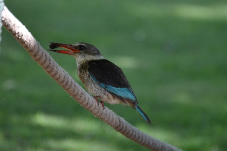 Read more about the article Brown Hooded Kingfisher