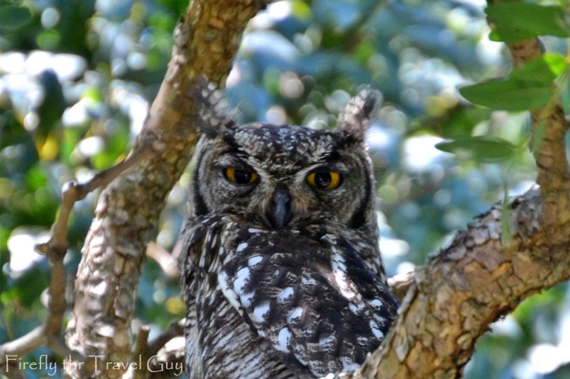 You are currently viewing Who-hoo are you? The Spotted Eagle Owl up my tree