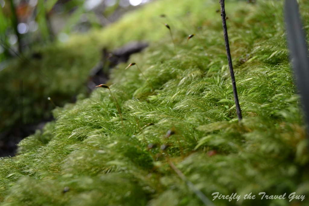Forest moss
