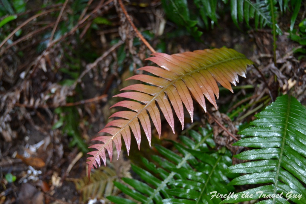 Pink fern leave