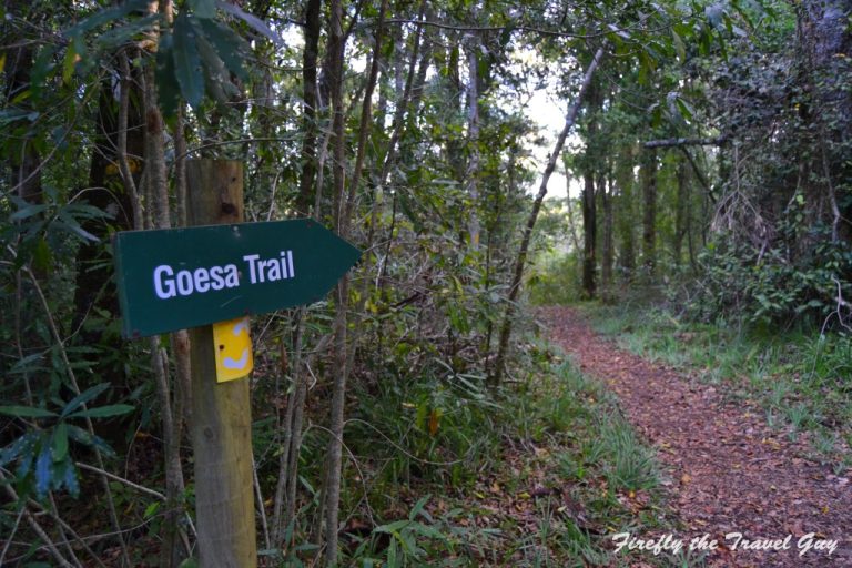 Read more about the article Meandering along the Goesa Forest Trail in the Tsitsikamma