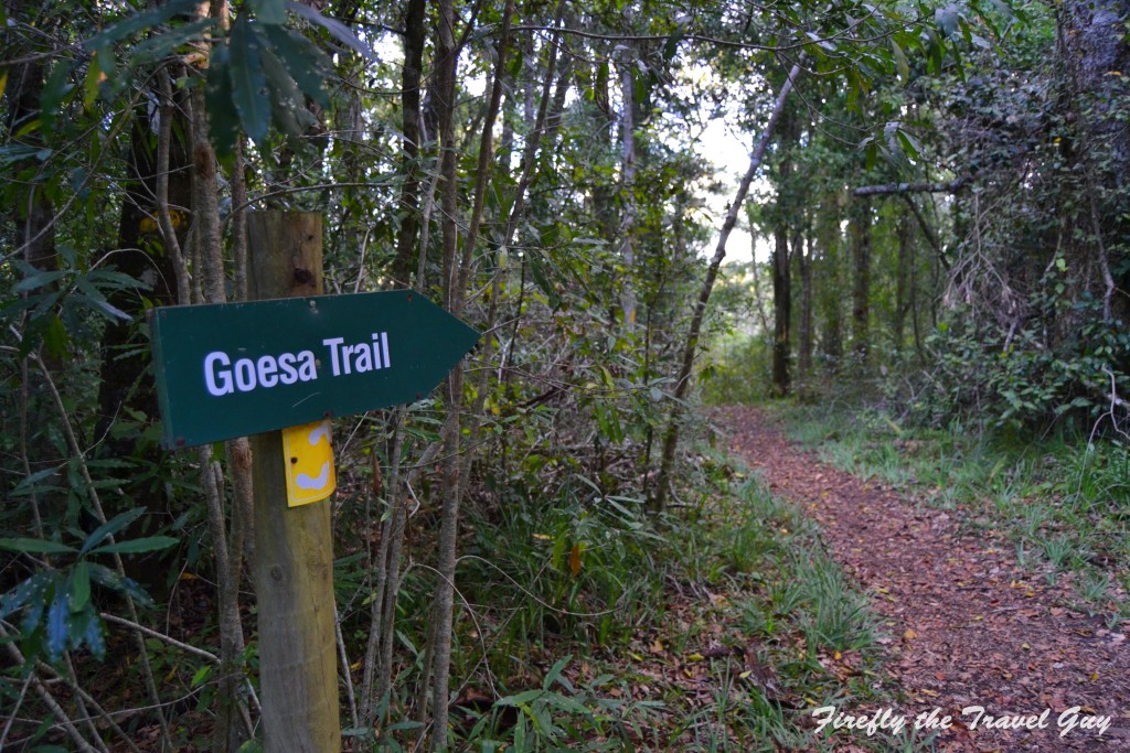 You are currently viewing Meandering along the Goesa Forest Trail in the Tsitsikamma