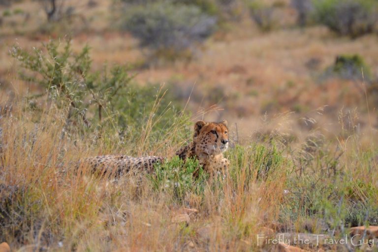 Read more about the article Cheetah tracking in the Mountain Zebra National Park